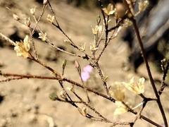 Saltugilia splendens
