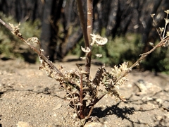 Saltugilia splendens