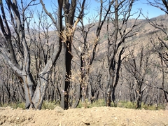 Saltugilia splendens