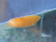 Gargamella immaculata
