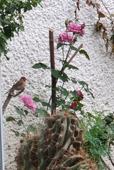 Haemorhous mexicanus