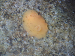 Gargamella immaculata