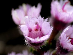 Verticordia plumosa