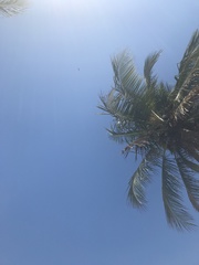 Cocos nucifera
