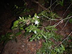 Gardenia scabrella