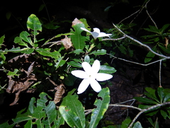 Gardenia scabrella