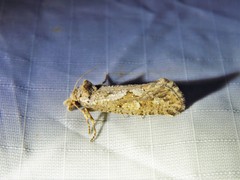 Acrolophus variabilis