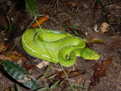 Morelia viridis