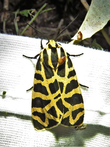 Immaculate Tiger Moth photo 5