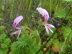 Pelargonium greytonense