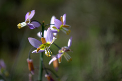 Heliophila cornuta squamata