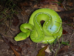 Morelia viridis