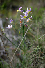 Heliophila cornuta squamata