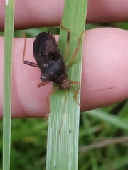 Anasa scorbutica