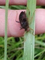 Anasa scorbutica