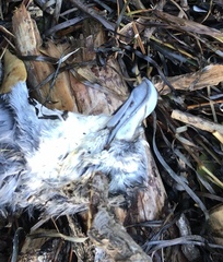 Pachyptila crassirostris