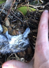 Pachyptila crassirostris