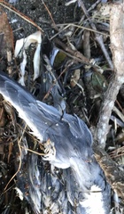 Pachyptila crassirostris