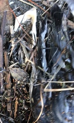 Pachyptila crassirostris