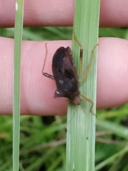 Anasa scorbutica