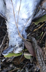 Pachyptila crassirostris