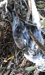 Pachyptila crassirostris