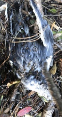 Pachyptila crassirostris