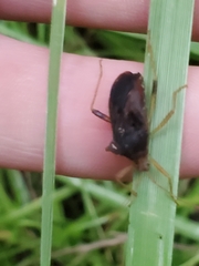 Anasa scorbutica