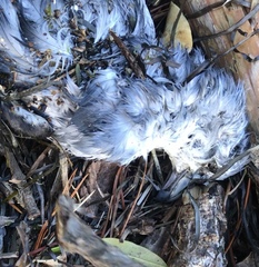 Pachyptila crassirostris