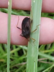 Anasa scorbutica