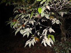 Lepidopetalum fructoglabrum