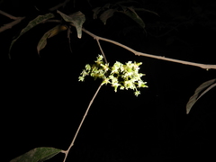 Lepidopetalum fructoglabrum