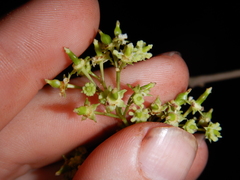 Lepidopetalum fructoglabrum