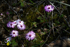 Drosanthemum striatum