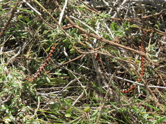 Homoroselaps lacteus