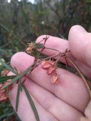 Lasiopetalum rufum