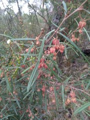 Lasiopetalum rufum