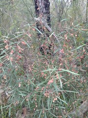 Lasiopetalum rufum