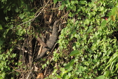 Varanus salvator bivittatus
