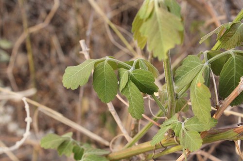 Image of Bejuco cuadrado by (c) Viacheslav Shalisko, some rights reserved (CC BY)