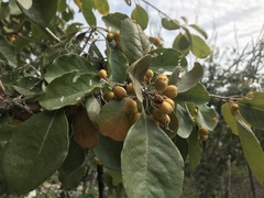 Pittosporaceae