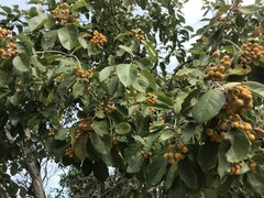 Pittosporaceae