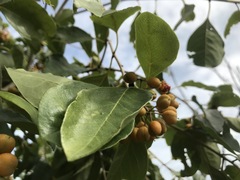 Pittosporaceae