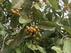 Pittosporaceae