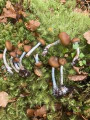 Psilocybe makarorae