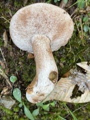 Tylopilus variobrunneus
