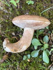 Tylopilus variobrunneus