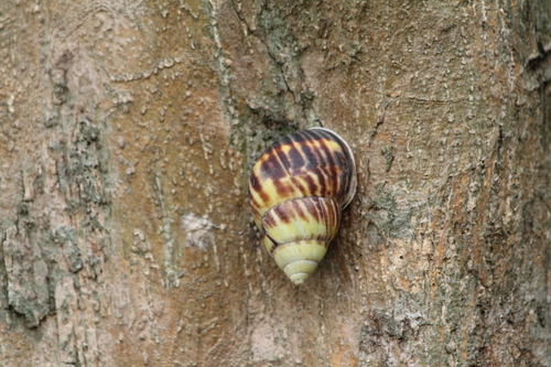 Amphidromus perversus