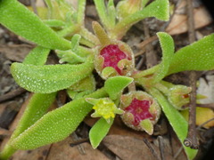 Tetragonia implexicoma