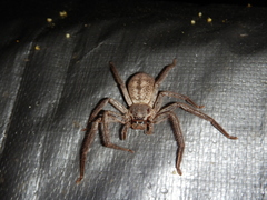 Isopedella conspersa